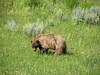 This juvenile grizzly was enjoying flower tops in Yellowstone.