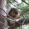 Nature : These are some of my favorite pics of animals, bugs, birds, and nature scenes from around the country.