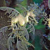 Sea Horse